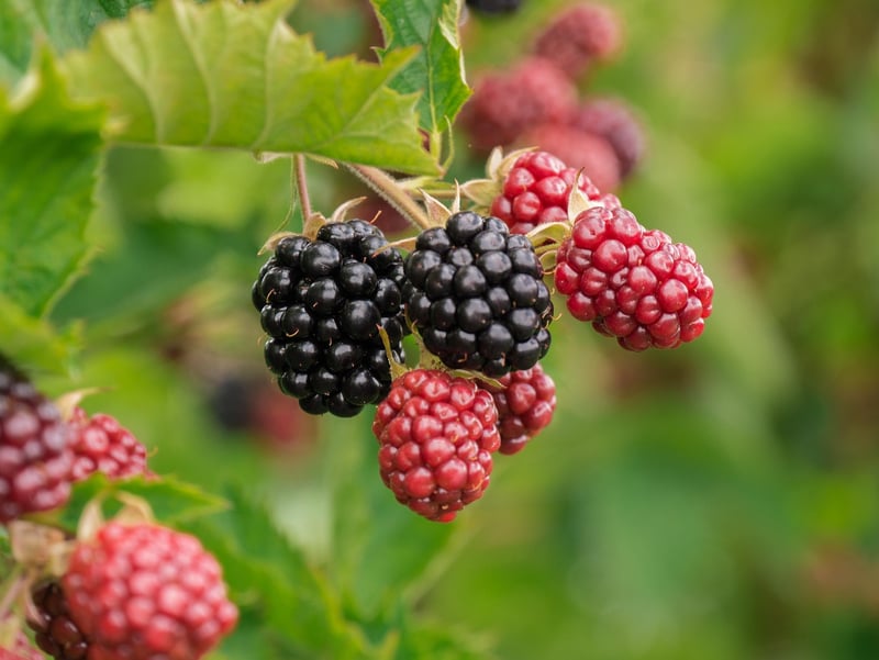 Berry Dessert
